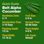 HOME GROWN Persian Cucumber Seeds 50+ Heirloom Non-GMO, Beit Alpha Variety - Image 5