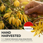 Gya Labs USDA Certified Organic Ylang Ylang Essential Oil - Image 3