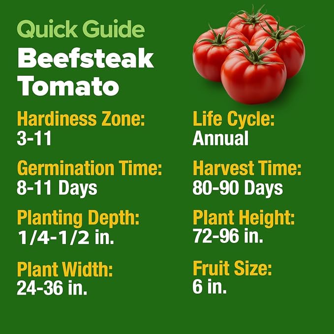 HOME GROWN Beefsteak Tomato Seeds 300+ Heirloom Non-GMO Seeds - Image 2