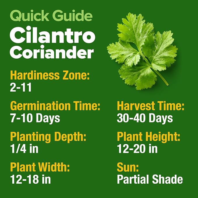 HOME GROWN 1000+ Cilantro Seeds - Image 5