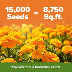 HOME GROWN Crackerjack Marigold Seeds 2.05oz - Image 2