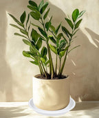 2 Pack of 16 inch Plant Saucer, Large Plant Tray, Heavy Sturdy Plant Drainage - Image 5