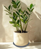 2 Pack of 19 inch Plant Saucer, Large Plant Tray, Heavy Sturdy Plant Drainage - Image 5