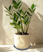 4 Pack of 16 inch Plant Saucer, Large Plant Tray, Heavy Sturdy Plant Drainage - Image 5