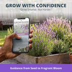 HOME GROWN Non GMO English Lavender Seeds 3, 000+ Wildflower Seed - Image 8