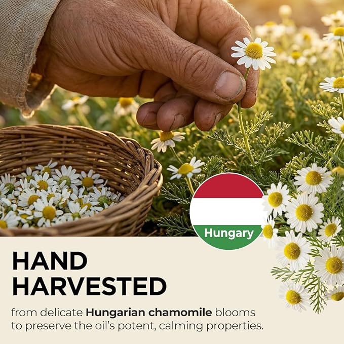 Gya Labs Organic Roman Chamomile Essential Oil - Image 3