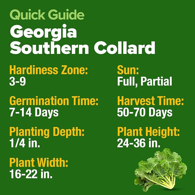 HOME GROWN Georgia Southern Collard Green Seeds 600+ Heirloom Non-GMO Seeds - Image 5
