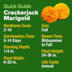 HOME GROWN Marigold Seeds Bulk Mix - Image 5