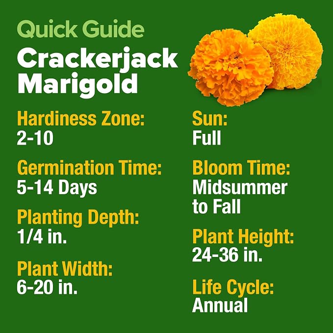HOME GROWN Marigold Seeds Bulk Mix - Image 5