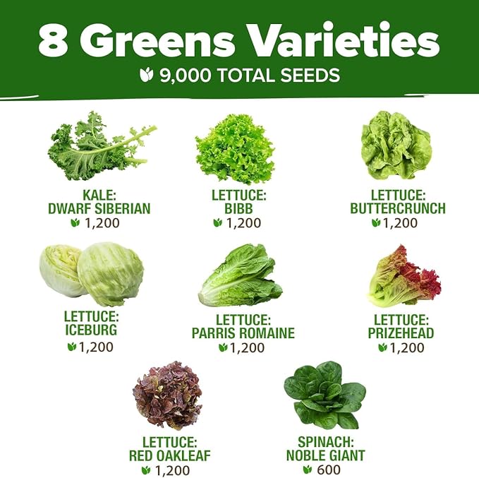 HOME GROWN Lettuce Seeds 8 Variety Mix 9000+ Bulk Pack Heirloom Non-GMO - Image 2