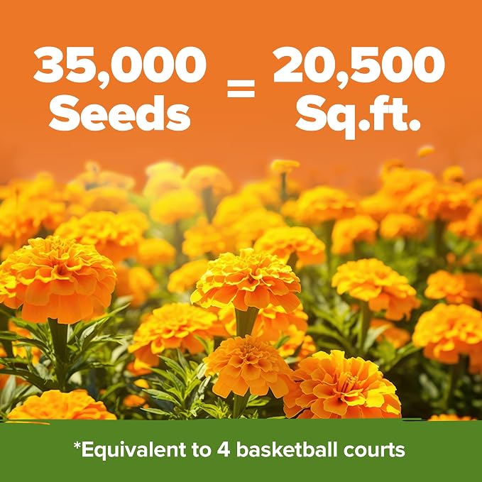 HOME GROWN Crackerjack Marigold Seeds | 4 oz / 35, 000 Flower Seeds Planting - Image 2