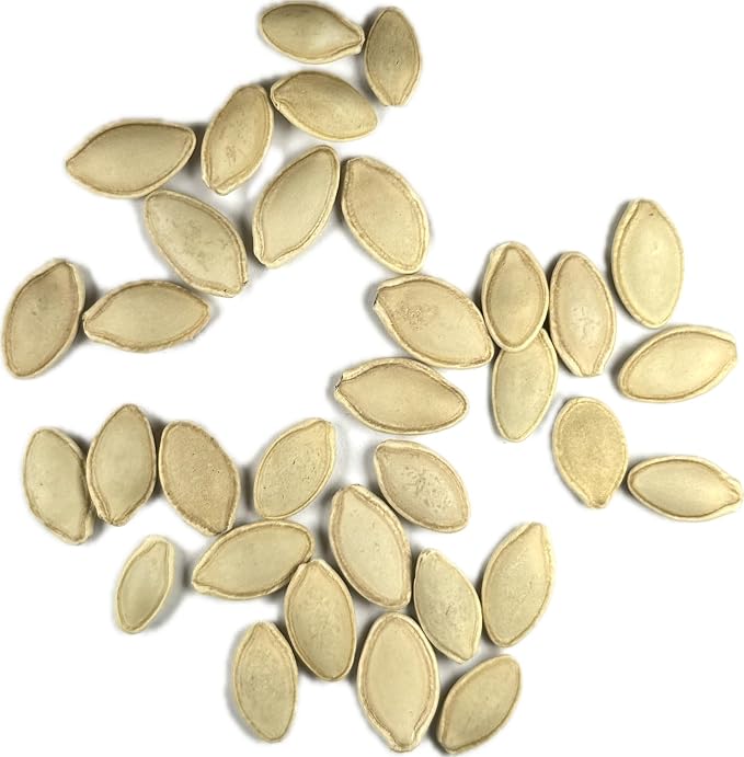 Seed Needs Zucchini Seeds for Planting Black Beauty Summer Squash - Image 7