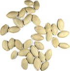 Seed Needs Black Beauty Squash Seeds - Image 7
