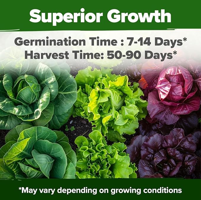 HOME GROWN Lettuce Seeds 8 Variety Mix 9000+ Bulk Pack Heirloom Non-GMO - Image 4