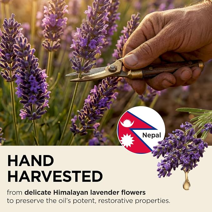 Gya Labs USDA Certified Organic Lavender Essential Oil - Image 3