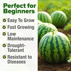 HOME GROWN Organic Crimson Sweet Watermelon Seeds 15+ Heirloom Non-GMO - Image 5