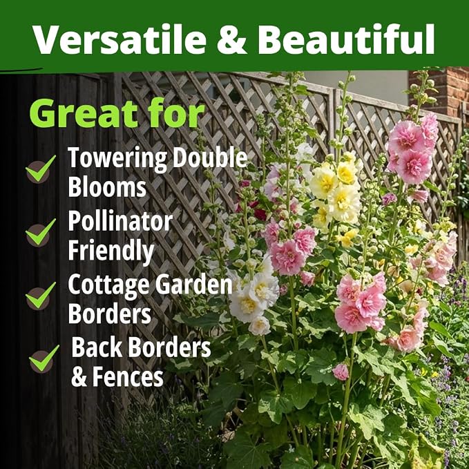 HOME GROWN Hollyhock Chaters Double Mix 2400 Seeds – Holly Hocks Seeds - Image 6