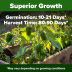 HOME GROWN Jalapeno Pepper Seeds 129+ Heirloom Non-GMO Seeds - Image 2