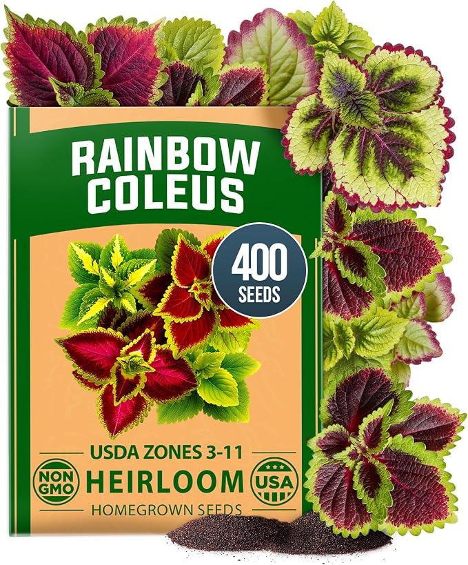 HOME GROWN Coleus Rainbow Seeds – 400 Count 0.04 oz Flower Seed, Coleus by HOMEGROWN