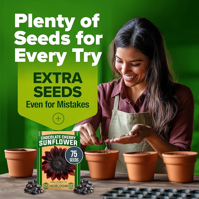 HOME GROWN Chocolate Cherry Sunflower Seeds 75 Heirloom Seeds - Image 9