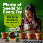 HOME GROWN Chocolate Cherry Sunflower Seeds 75 Heirloom Seeds - Image 9