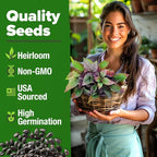 HOME GROWN Thai Basil Seeds Pack - Image 2