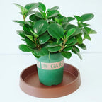 1 Pack Plant Saucer Tray for Ceramic Plastic Pots, 6 inch Plant Saucers for - Image 3