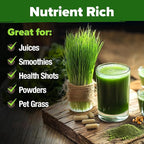 HOME GROWN Hard Red Winter Wheatgrass Seeds 12, 000+ Bulk 1.5 lb Heirloom - Image 6