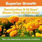 HOME GROWN Crackerjack Marigold Seeds | 4 oz / 35, 000 Flower Seeds Planting - Image 4