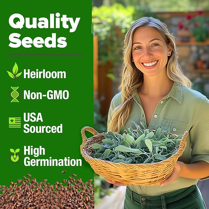 HOME GROWN Non GMO White Sage Seeds 323 Pack Heirloom Seeds - Image 2