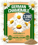HOME GROWN German Chamomile Seed Pack 2, 280 Non GMO Heirloom Seeds by HOMEGROWN