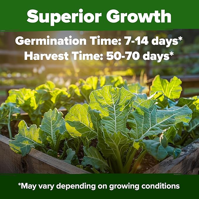 HOME GROWN Georgia Southern Collard Green Seeds 600+ Heirloom Non-GMO Seeds - Image 2