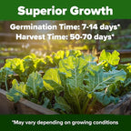 HOME GROWN Georgia Southern Collard Green Seeds 600+ Heirloom Non-GMO Seeds - Image 2