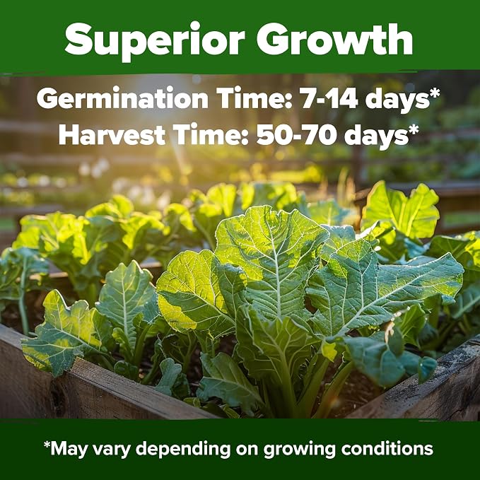 HOME GROWN Collard Greens Georgia Southern 300+ Heirloom Non GMO Seeds - Image 2