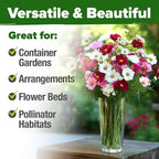 HOME GROWN Cosmos Flower Seeds Bulk Pack - Image 4
