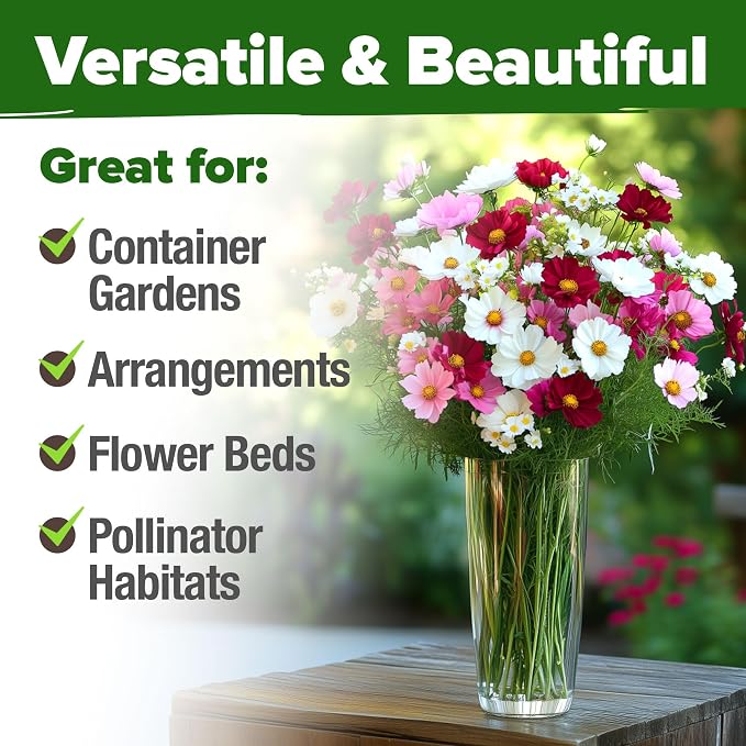 HOME GROWN Cosmos Flower Seeds Bulk Pack - Image 4