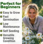 HOME GROWN German Chamomile Seed Pack 2, 280 Non GMO Heirloom Seeds - Image 4