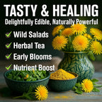 HOME GROWN Dandelion Seeds for Planting 600 Heirloom Medicinal Herb Seeds Non - Image 6