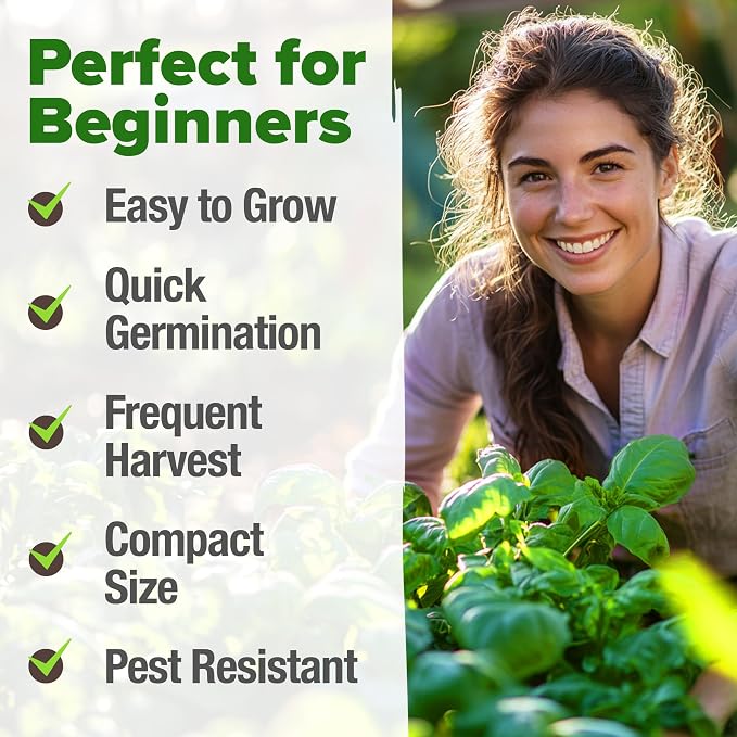 HOME GROWN Non GMO Genovese Basil Seeds Pack 1, 750+ High Germination Heirloom - Image 4