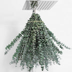 20 Pcs Dried Eucalyptus Stems 17" Real Eucalyptus by FAVOWREATH