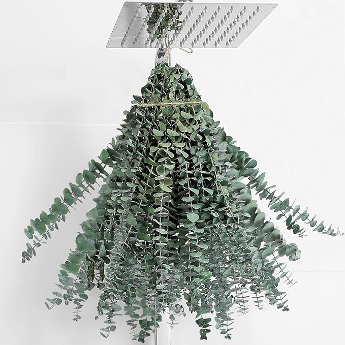 20 Pcs Dried Eucalyptus Stems 17" Real Eucalyptus by FAVOWREATH