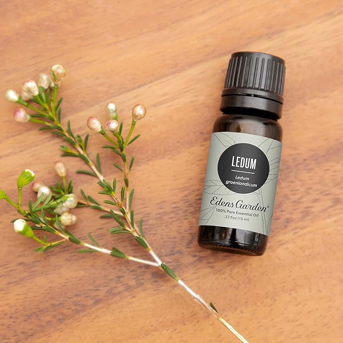 Edens Garden Ledum Essential Oil- 100% Pure Premium Grade, Therapeutic - Image 2