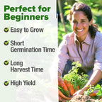 HOME GROWN Tendersweet Carrots Seeds 6000+ Heirloom Non-GMO Seeds - Image 4