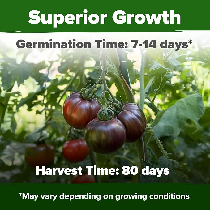 HOME GROWN Cherokee Purple Tomato Seeds 212+ Heirloom Non-GMO Seeds - Image 5