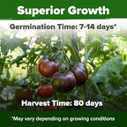HOME GROWN Cherokee Purple Tomato Seeds 212+ Heirloom Non-GMO Seeds - Image 5