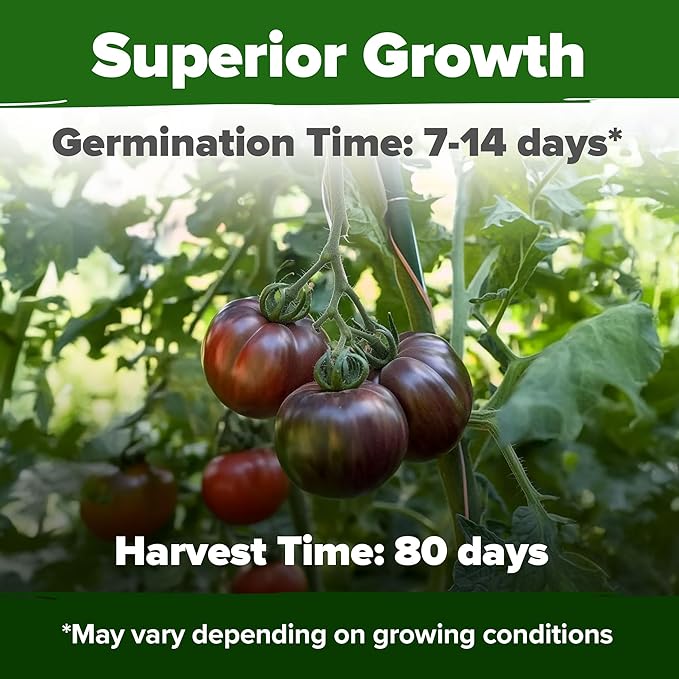 HOME GROWN Cherokee Purple Tomato Seeds 106+ Heirloom Non GMO Seeds - Image 5