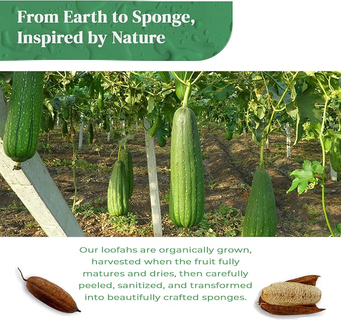 Natural Loofah Kitchen Sponge - Image 9