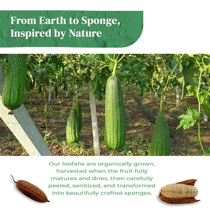 Natural Loofah Kitchen Sponge - Image 9