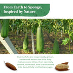 Natural Loofah Kitchen Sponge - Image 9