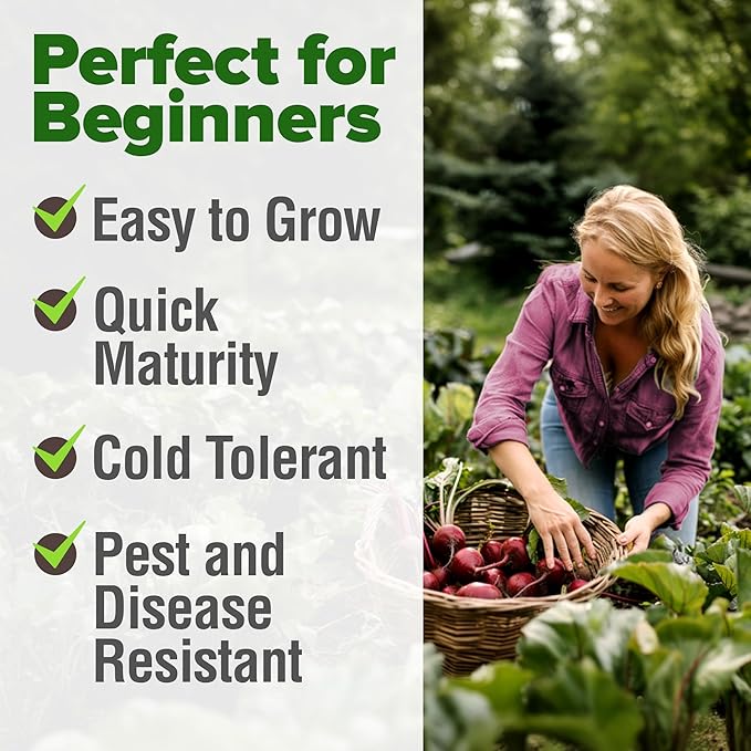 HOME GROWN Detroit Dark Red Beet Seeds 1000+ Heirloom Non-GMO Seeds - Image 4
